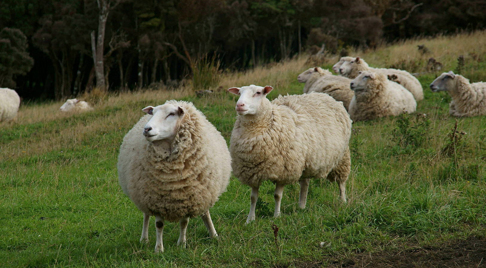 Термобілизна: синтетика або шерсть, правила вибору